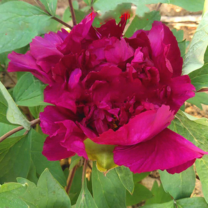 大叶黑菏泽洛阳正宗牡丹花苗黑色观赏重瓣大苗树苗庭院盆栽带花苞