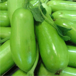 温州新鲜嫩蒲瓜 付瓜葫芦瓜肉质细嫩味甜蔬菜 厚肉瓠子瓜 5斤包邮