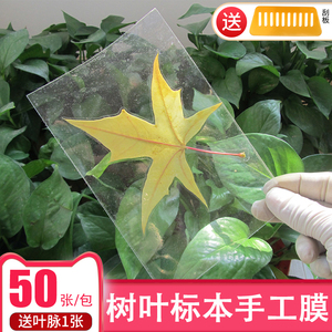 树叶标本塑封膜冷裱膜6寸A4A6手工自粘相片纸照片植物书签冷表膜