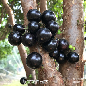 名贵果树台湾嘉宝果艾斯卡四季早生嘉宝果树葡萄苗庭院树基地直销
