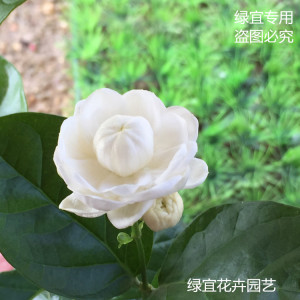 正宗宝珠茉莉， 圆叶茉莉花苗阳台庭院盆栽芳香植物绿宜花卉园艺