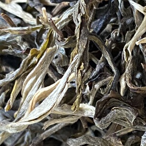 云南普洱茶正气塘古树散茶散装生茶特级蜜香花香回甘生津包邮一斤