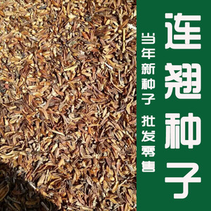 连翘种子 连翘花种子 连壳种子 青翘种子 庭院阳台绿化 林木种子