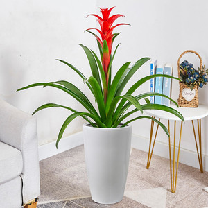 鸿运当头盆栽客厅绿植办公室前台四季大花卉凤梨植物武汉包邮大红