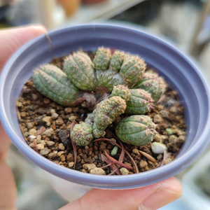 【醉石轩】多肉 布纹球缀化 群生 6cm 一物一拍