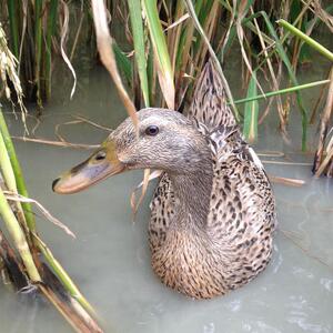 老品种小香鸭3年老鸭贵州稻田麻鸭土鸭农家散养水鸭老鸭汤老母鸭