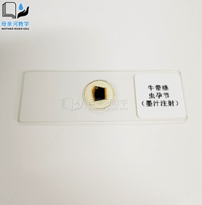 牛带绦虫孕节装片(墨汁注射) 高校科研教学展示用