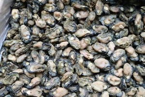 特小海蛎干小 500g福建特产杜蛎海鲜干货牡蛎生蚝干珍珠石头无盐