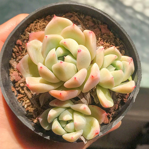 多肉稀有贵货韩国进口福袋福包月影系列草莓冰日系冰梅贝瑞冰淇淋0人