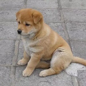 005人付款淘宝纯种中华田园犬广西土猎赶山狗土狗大头版土狗幼崽宠物