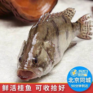 约800克/条 鲜活桂鱼现杀新鲜鳜鱼 鳌花鱼 淡水鱼水产 季花桂花鱼