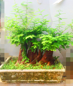 罗汉木盆景 降龙木 造型老桩 室内室外古桩盆景