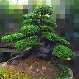 实拍造型奇异的古桩雀梅盆景 大型古装 老桩雀梅盆景 次雀梅