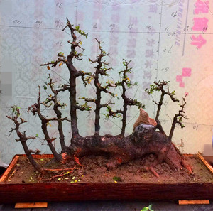 实拍榆树盆景 榆树丛林式 造型漂亮 少见榆树丛林 丛林盆景