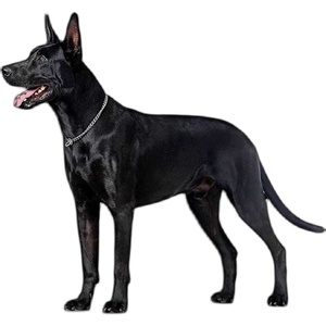 黑色的猎犬品种图片