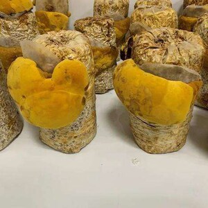 桑黄蘑菇