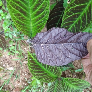 红背走马胎,血枫,山鼠,山猪药,走马风种苗一苗