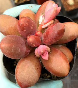 多肉新品糖美人糖果美人老桩木质圆滚滚非奶酪多肉植物一物一拍