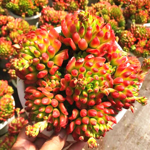 红灯笼多肉植物 盆景盆栽花卉 乡下人多肉馆绿植精品昆明直发红色