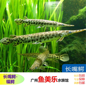热带鱼 活体 观赏鱼 长嘴鳄鱼尖嘴鳄,黑猛,雀鳝,福鳄鱼大型鱼