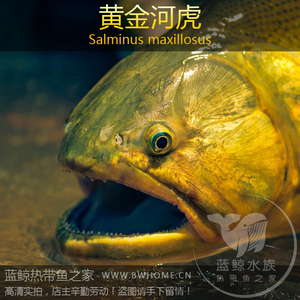 000人付款淘宝水族观赏鱼河虎 阿根廷河虎鱼黄金河虎活体观赏鱼6-7  8