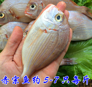 赤棕鱼