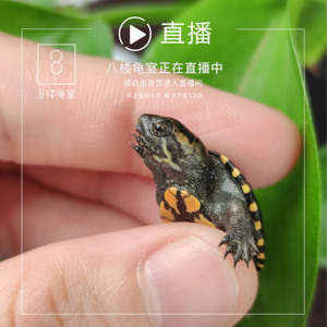 八楼龟室 精品头盔蛋龟  小苗