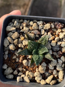 实生哥斯拉牡丹 潮流块根多肉盆栽阳台植物 (可带盆)