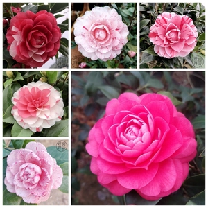 华少园艺淘宝白底五色赤丹茶花一树多色带花苞室内外名贵树苗巨型高