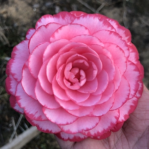 锦上添花小盆阳台客厅易养活福建山茶花稀有名贵复色大型花包邮