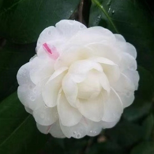 稀有茶花抓破美人脸白色赤丹系大型花花期长庭院阳台好养易活