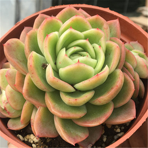 良辰美肉|玉杯东云 云南多肉基地可爱萌肉肉办公室防辐射绿植花卉