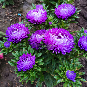 矮杆翠菊花籽室内庭院阳台盆栽花卉植物花种子四季易活耐寒多年生
