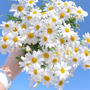 白色小雏菊花种