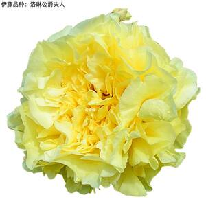 伊藤牡丹多琳公爵夫人 黄色花朵 荷兰进口种苗 高度重瓣花新品种