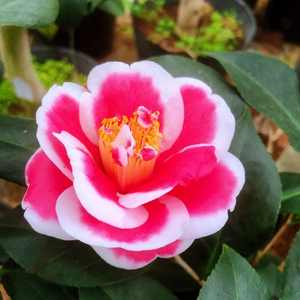 杜鹃之香淘宝玉之浦之太阳茶花苗友之浦茶花鲜花阳台窗台庭院室内