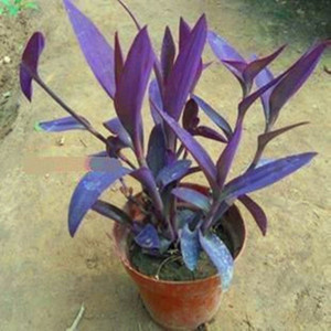 网红室内花卉盆栽植物 紫叶吊兰 紫罗兰吊兰 紫露兰可以土培水陪