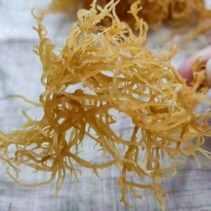 006人付款淘宝潮汕特产老赤菜干货胶菜海萝石花菜龙须草