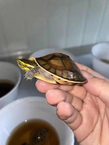 安布闭壳龟安布苗宠物龟半水龟黄缘苗台缘苗杂食龟活物体灰安缘苗