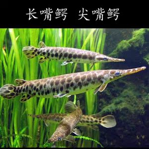 长嘴鳄 尖嘴鳄 热带鱼 观赏鱼 中大型鱼 20厘米左右