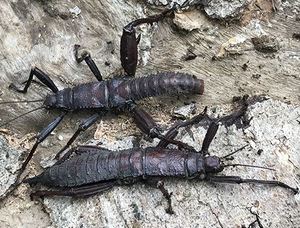 巨棘竹节虫 受精卵 活体爬虫 另类宠物 摄影昆虫