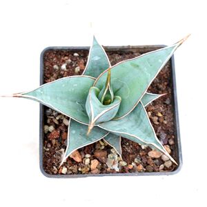 步行者虎皮兰 冷门稀缺多肉植物小盆栽 珍藏品龙舌兰科硬叶大花卉