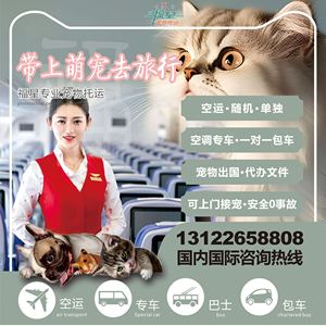 宠物托运服务全国猫狗空运上海杭州北京广州深圳专车运输国际邮寄