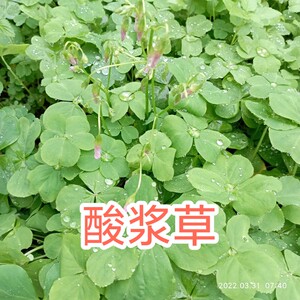 黄花酸浆草苗新鲜酢浆草三叶山盐酸鸡草现采酸酸中草药四月莲种球