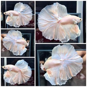 泰国斗鱼网红仙女粉白婚纱半月小型宠物热带自来水鱼免氧好养耐活