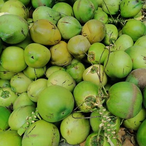 带皮8个装 非泰国椰青海南特产老椰子鸡青椰新鲜椰子孕妇当季水果