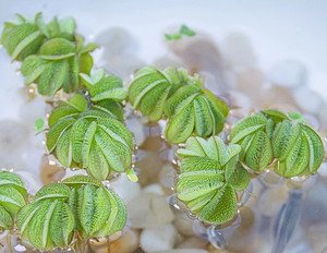 兔耳浮萍鱼缸浮萍虾缸除亚硝酸盐植物水草浮水植物鱼苗虾苗躲避物