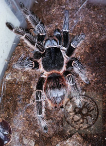 90wq61887淘宝新手巴伊亚猩红3厘米宠物蜘蛛巴西所罗门火红粗壮l属