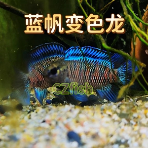 南美短鲷 蓝帆变色龙 热带鱼 小型淡水观赏鱼种鱼 繁殖繁殖组