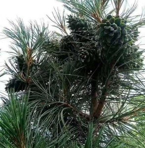 大松塔超大野生